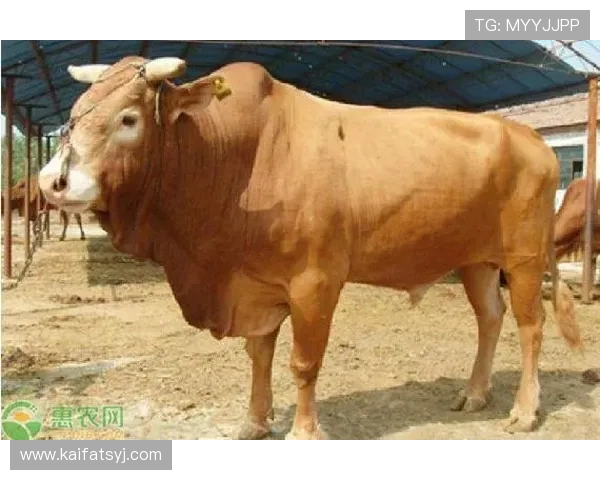 牛牛的品种介绍及其在农业中的重要作用 牛牛的品种介绍及其在农业中的重要作用