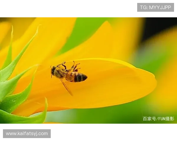 K8凯发电竞如何提升游戏竞技水平,专业训练技巧与实战经验分享 K8凯发电竞如何提升游戏竞技水平,专业训练技巧与实战经验分享